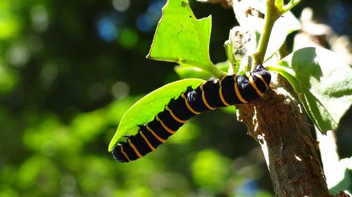 caterpillar transformation metamorphosis