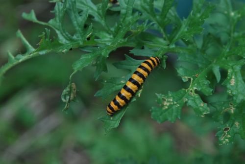 caterpillar nature insect