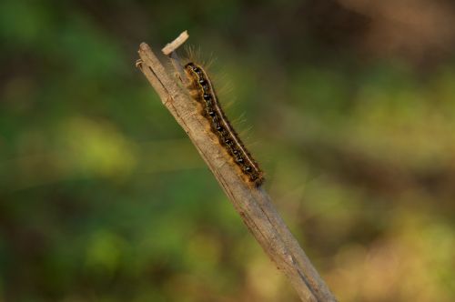 caterpillar stick nature