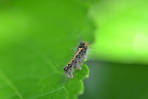 caterpillar leaf pest