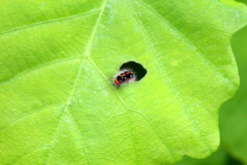 caterpillar eating nibbles