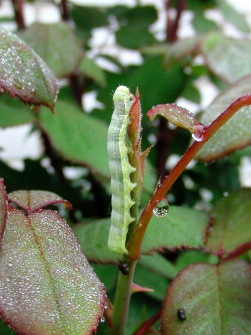 caterpillar branch green caterpillar