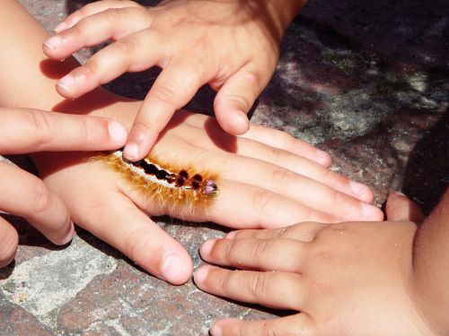 caterpillar hands insect