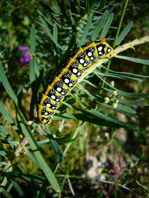 caterpillar butterfly spurge hawkmoth