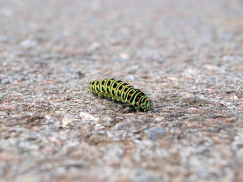 caterpillar nature macro