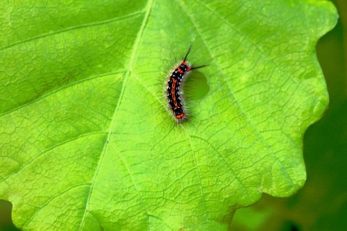 caterpillar insect bright