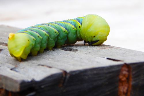 caterpillar butterfly green