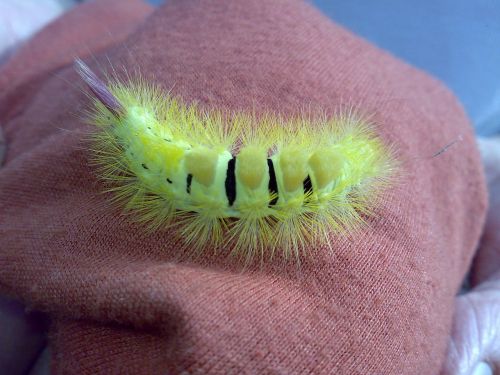caterpillar prickly hairy