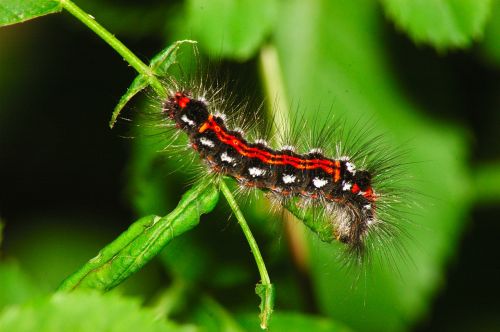 caterpillar green hair