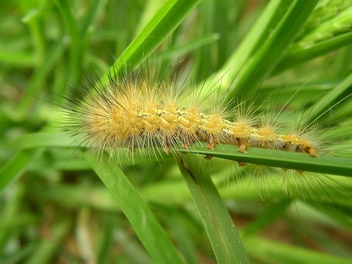 caterpillar safari africa