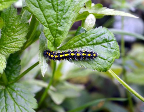 caterpillar butterfly insect