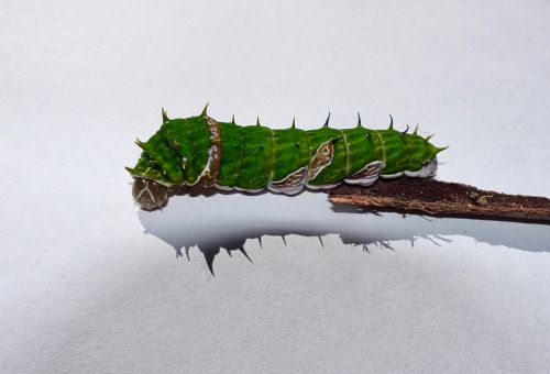 caterpillar green insect
