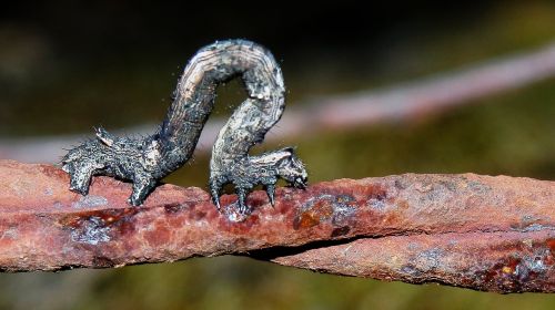 caterpillar stick insect