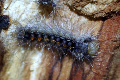 caterpillar worm hairy