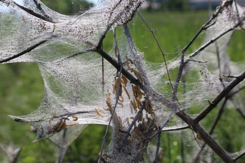 caterpillar branch track