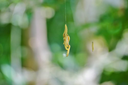 caterpillar larva galleriinae