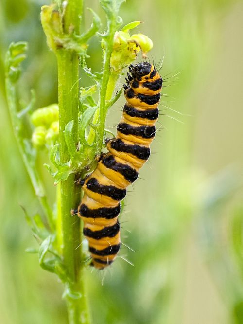 caterpillar insect nature