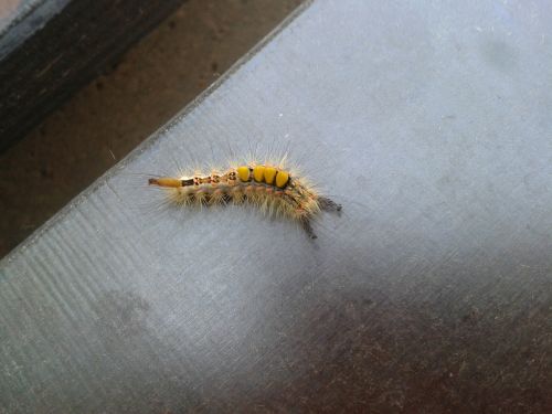 caterpillar yellow hairy