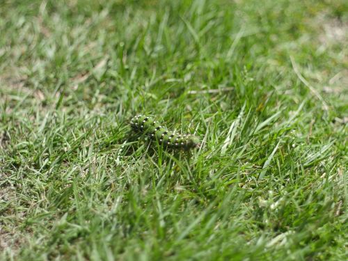 caterpillar rush grass