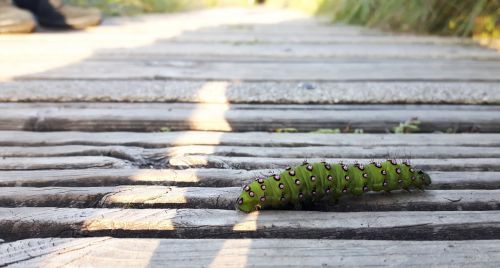 caterpillar insect wildlife