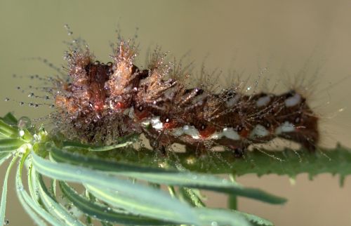 caterpillar the larva brown