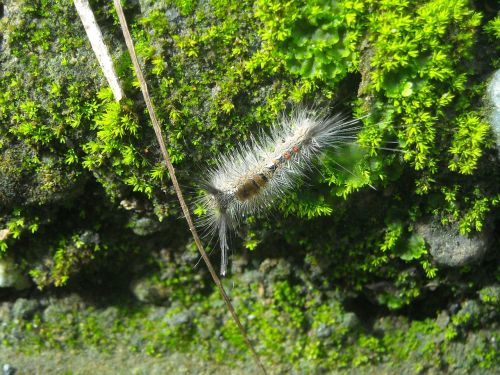 caterpillar feather hump