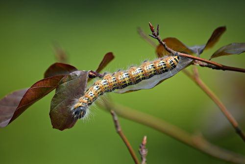 caterpillar larva butterfly