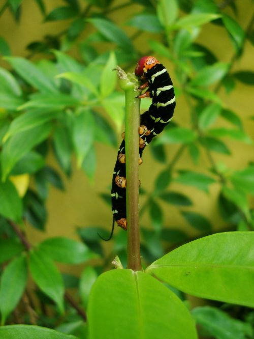 caterpillar nature insect