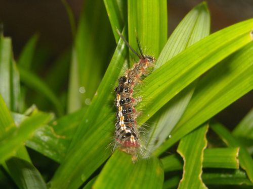 caterpillar feather color