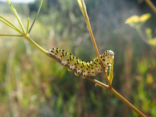 caterpillar meadow nature