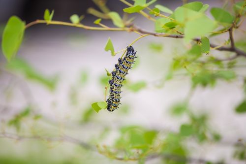caterpillar leaves green