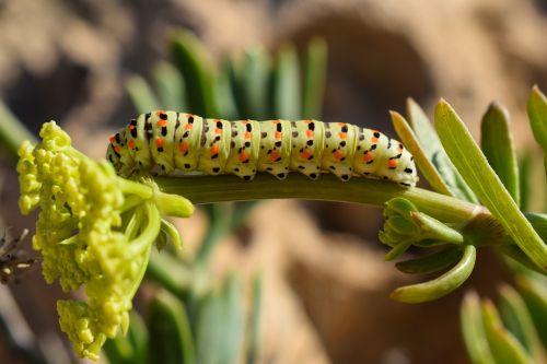 caterpillar lepidoptera animal