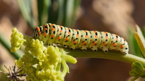 caterpillar lepidoptera animal