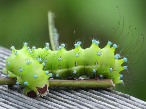 caterpillar wiener nachtpfauenauge insect