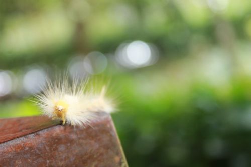 caterpillar animal nature