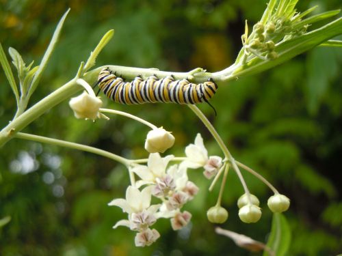 caterpillar insect nature