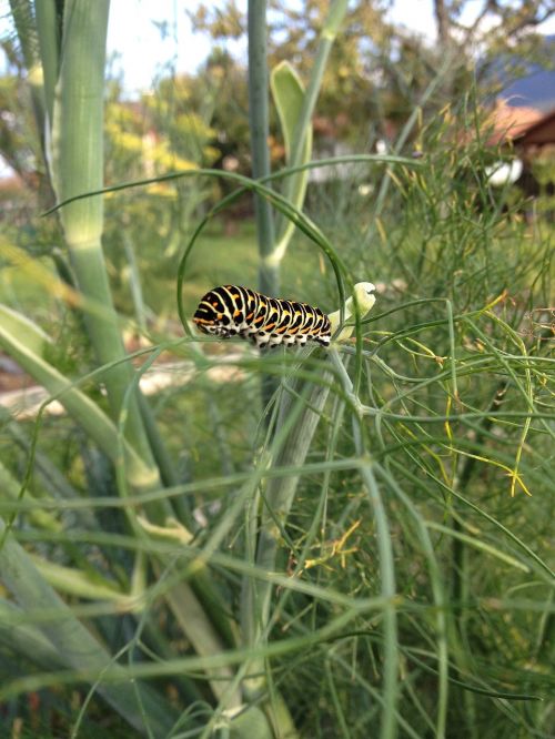 caterpillar swallowtail insect