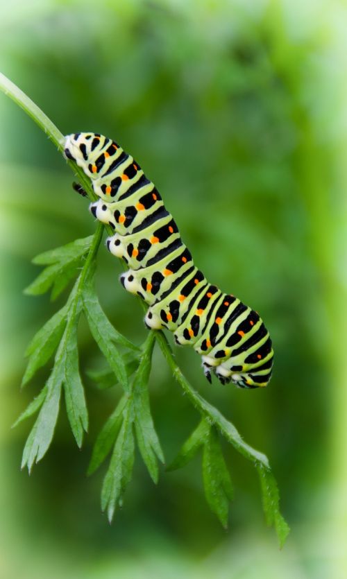 caterpillar dovetail close
