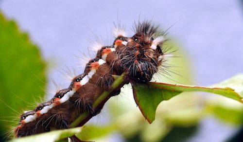 caterpillar macro butterfly