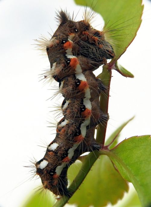 caterpillar macro nature