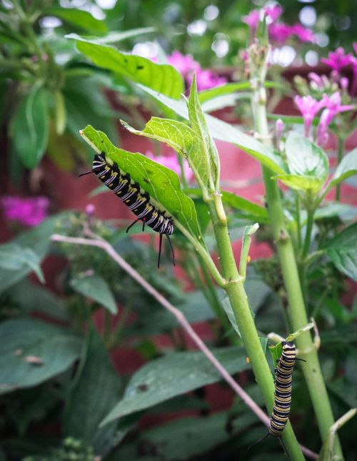 caterpillar monarch monarch caterpillar