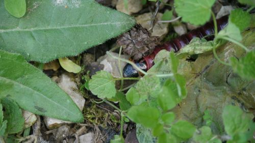 caterpillar hidden garden