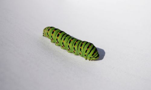 caterpillar green butterfly
