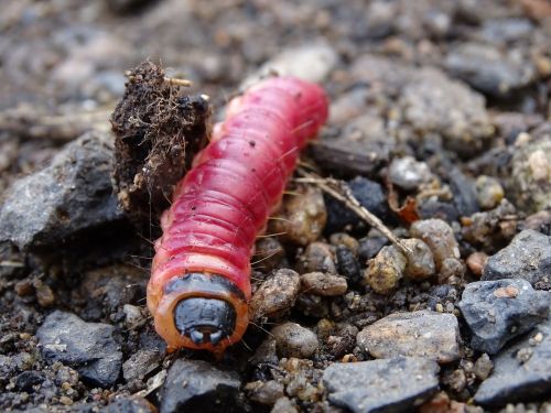 caterpillar the larva pupa