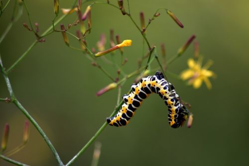 caterpillar nature macro