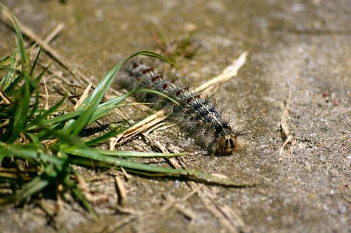 caterpillar nature macro