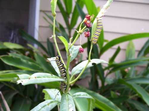 caterpillar monarch butterfly