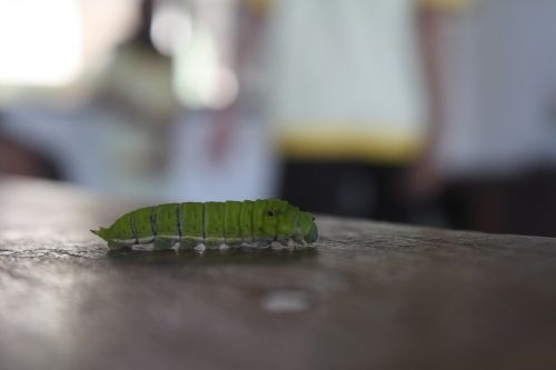 caterpillar leaf green