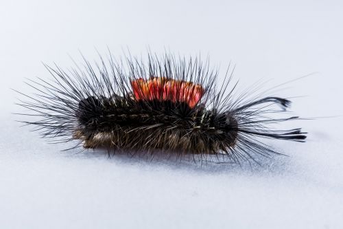 caterpillar hairy prickly