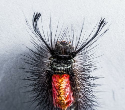 caterpillar hairy prickly